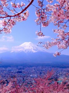 what is japan famous for cherry blossoms and mount fuji