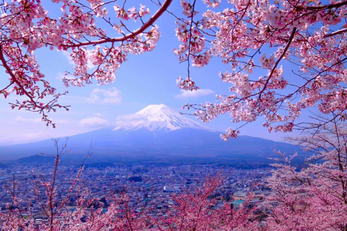 What is Japan Famous For? 31 Japanese Claims to Fame 1 what is japan famous for cherry blossoms and mount fuji