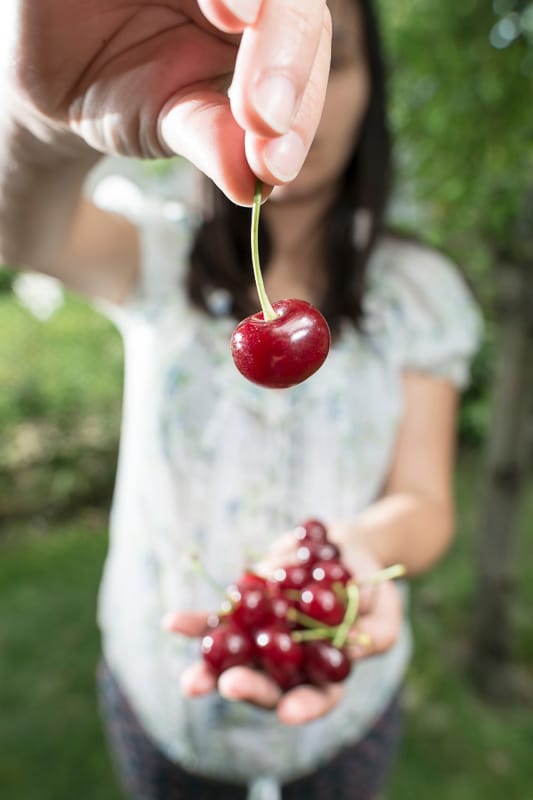 15 Best Cherry Picking in Michigan Farms (2022) U Pick and Orchards 2 woman picking cherries holding one up