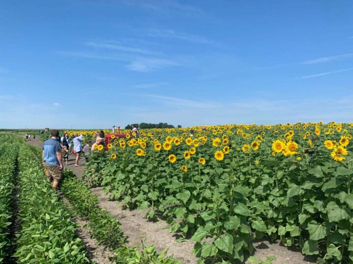 15 Best Sunflower Fields in Illinois (2022) I Farms and Gardens I