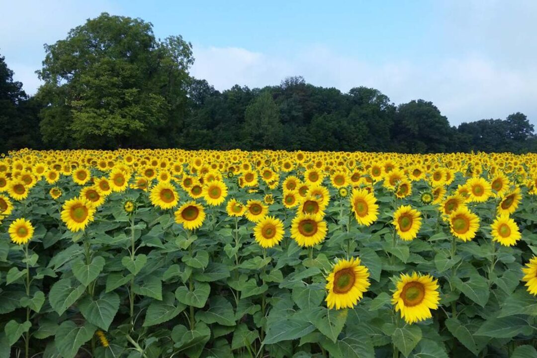 15 Best Sunflower Fields in Illinois (2022) I Farms and Gardens I