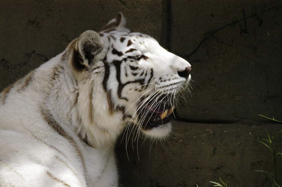 29 Best Things to do on Lanzarote That You Won't Want to Miss 55 White tiger at Rancho Texas lanzarote