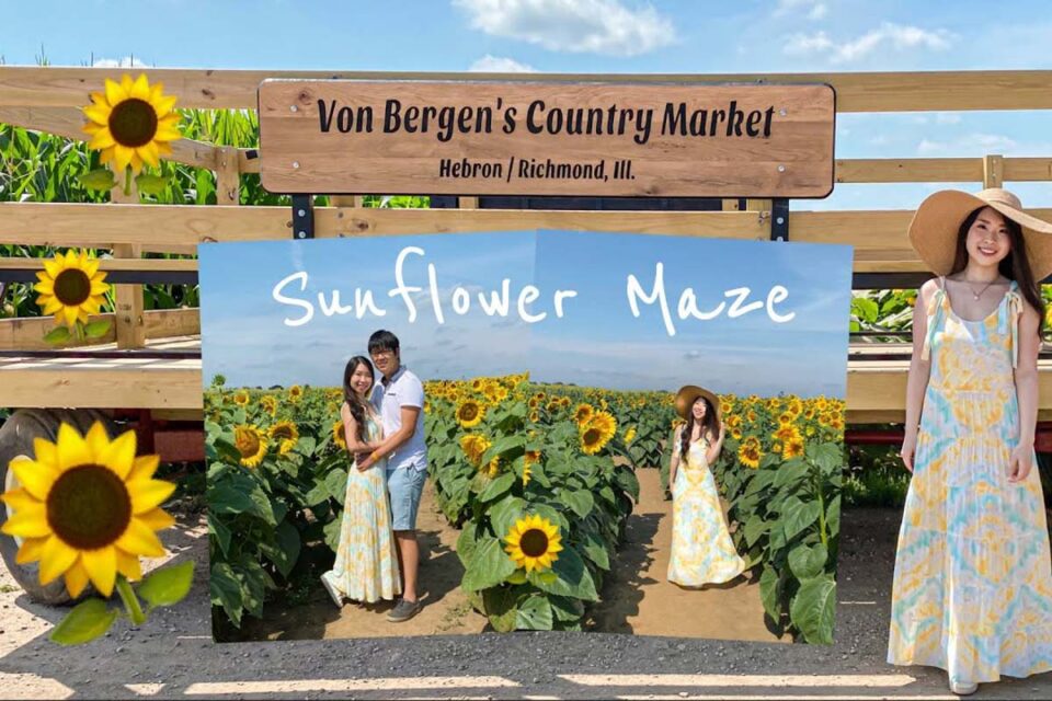 15 Best Sunflower Fields in Illinois (2022) I Farms and Gardens I