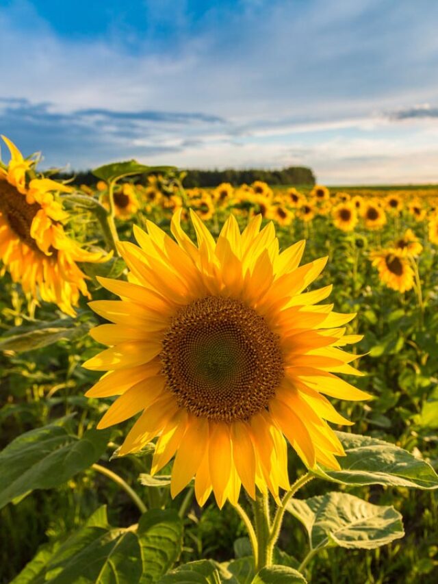 15 Sunflower Fields in Illinois Farms and Gardens Story