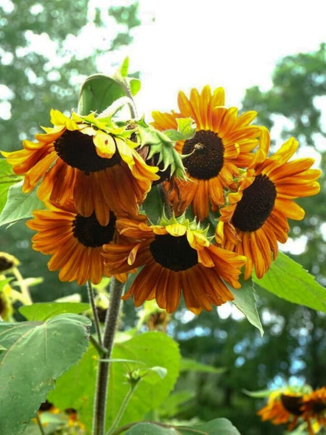 13 Spectacular Sunflower Fields in Long Island Story