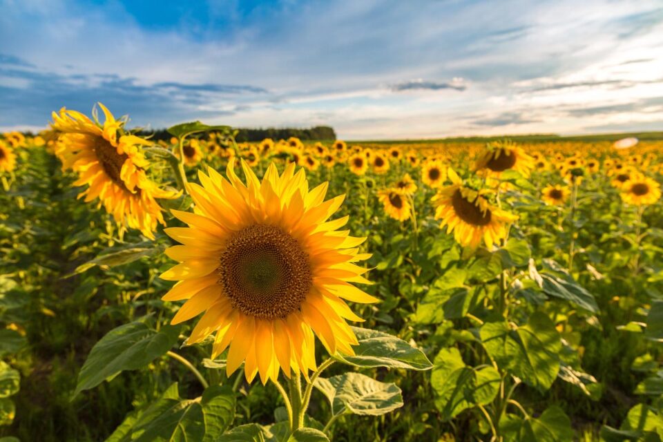 7 Best States to see Sunflower Fields (2022) in the United States I