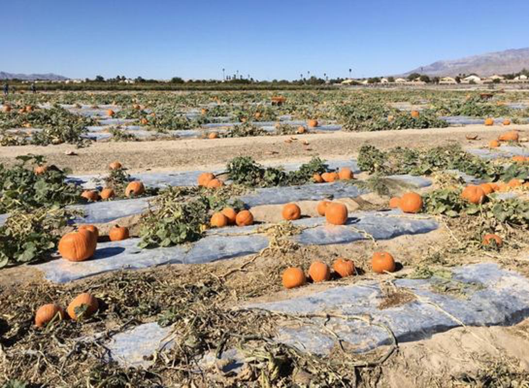 11 Best Pumpkin Patches in Las Vegas You'll Love I Boutique Adventurer