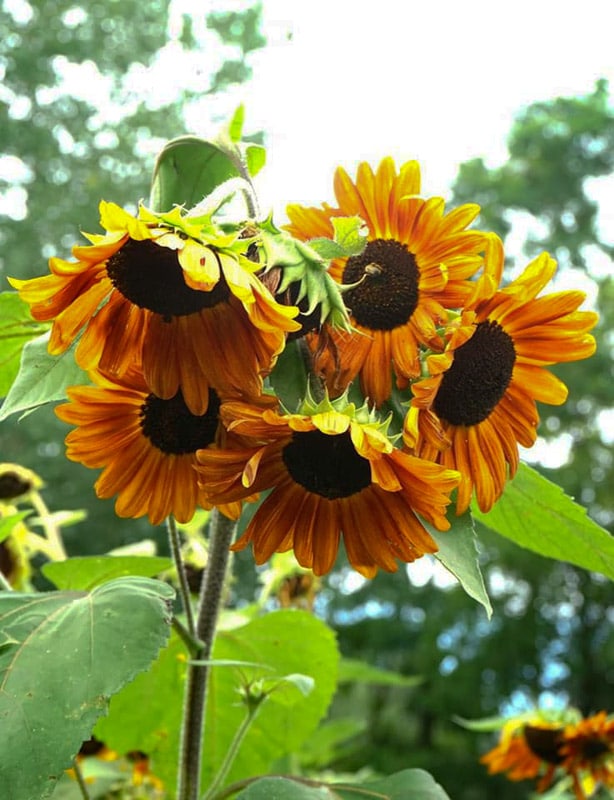 manor farm sunflowers 2