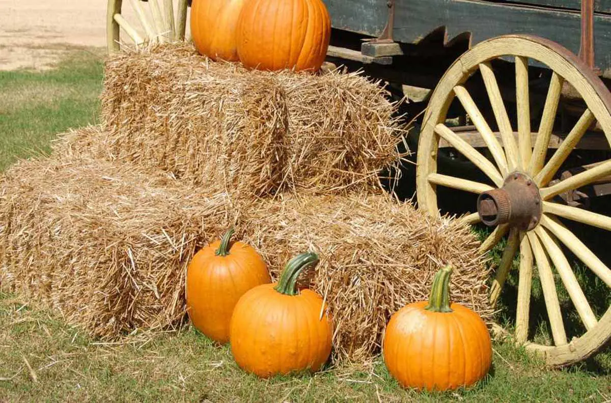 pumpkin patch rainbow and warm springs