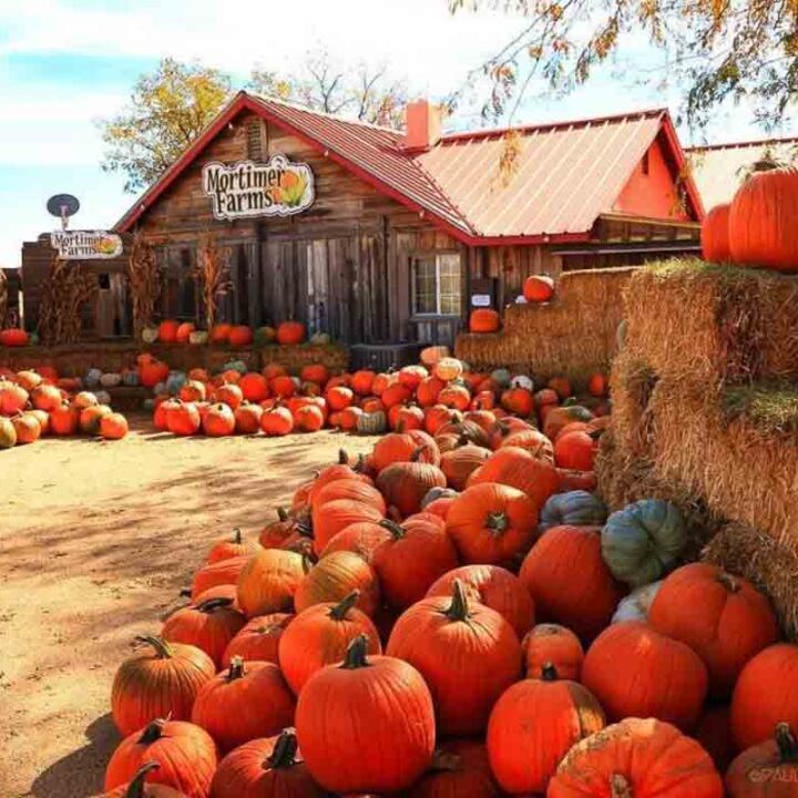 13 Perfect Pumpkin Patches in Arizona for Picking I Boutique Adventurer