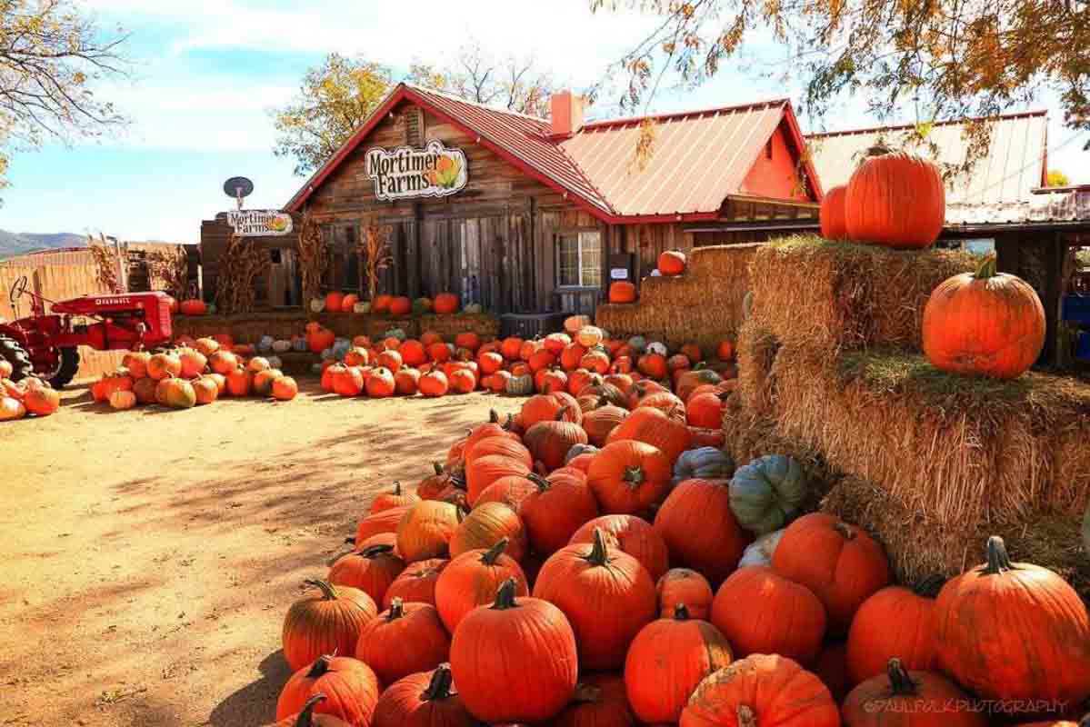 13 Perfect Pumpkin Patches in Arizona for Picking I Boutique Adventurer