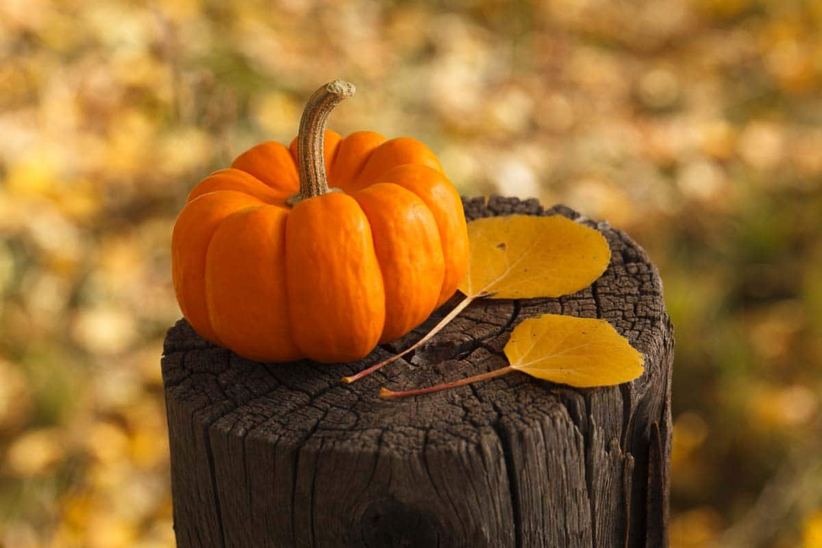 pumpkin on a log