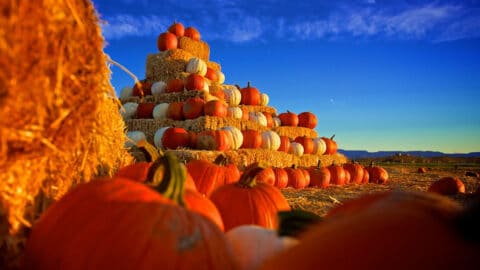 staheli farm pumpkin patches in las vegas