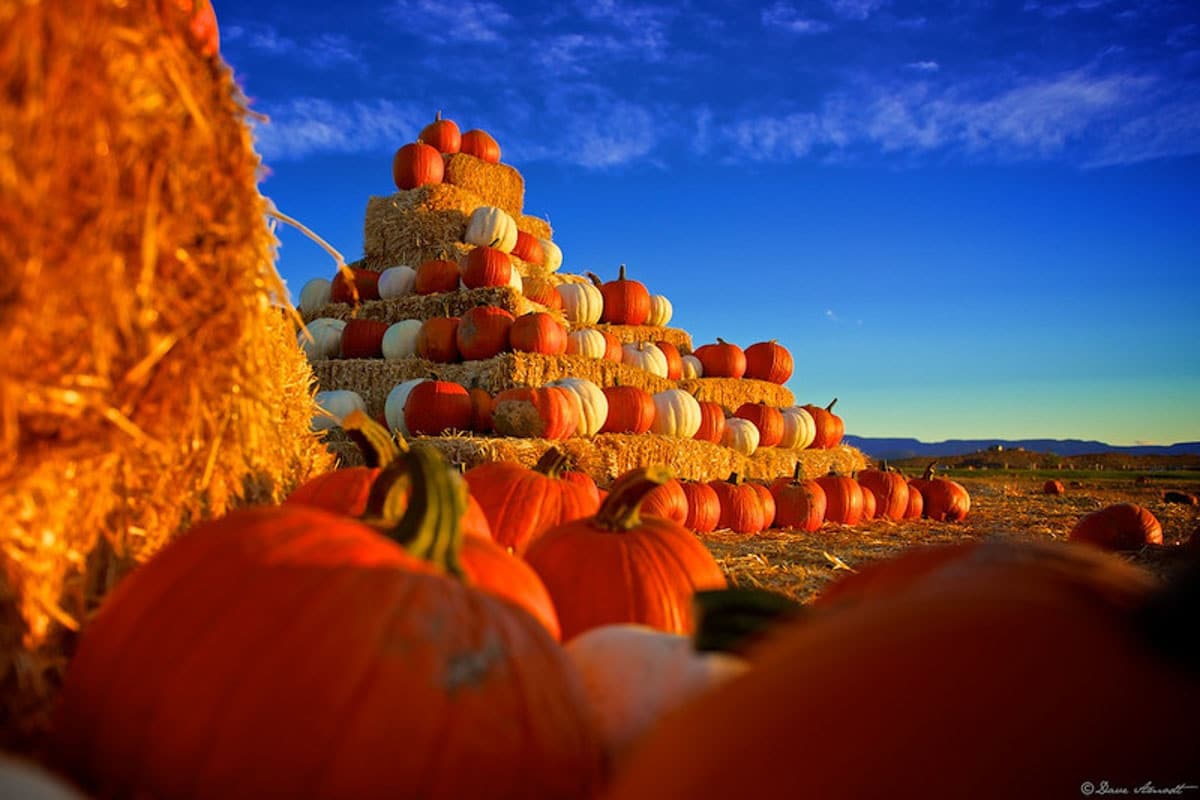 11 Pumpkin Patches in Houston You’ll Love this Fall Story