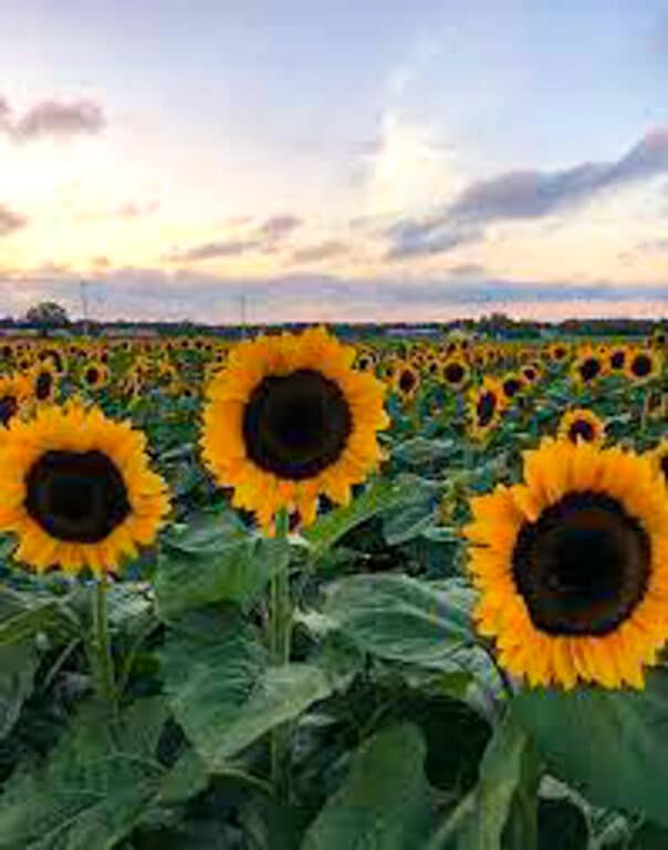 15 Spectacular Sunflower Fields in Long Island (2022) I Boutique Adventurer
