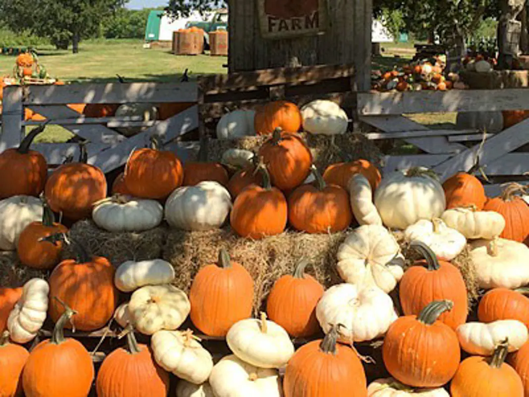 pumpkin patch cypress texas