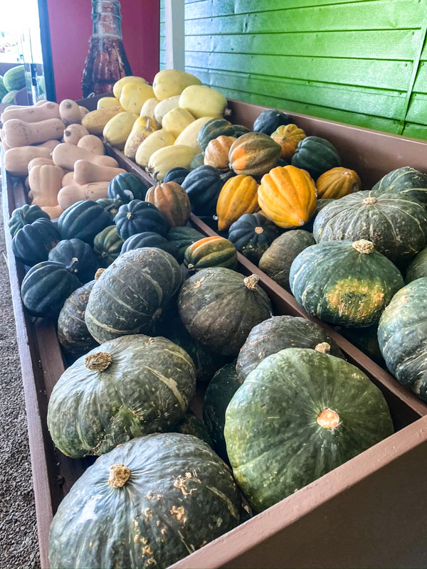 13 Best San Diego Pumpkin Patches (2022) | Farms for Kids & Families 13 Bonita Pumpkin Farm