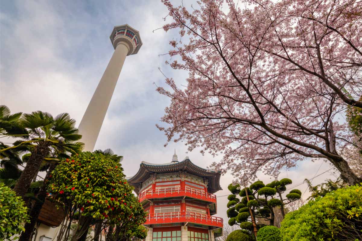 15 Charming Places to see Cherry Blossoms in Korea in the Spring 12 Busan Tower with spring cherry blossom