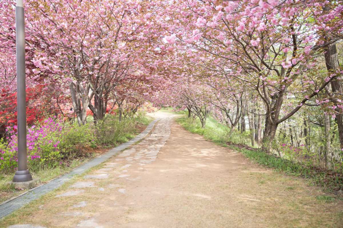 15 Charming Places to see Cherry Blossoms in Korea in the Spring 17 Cherry-Blossoms-at-Jeonju-Wansan-Park