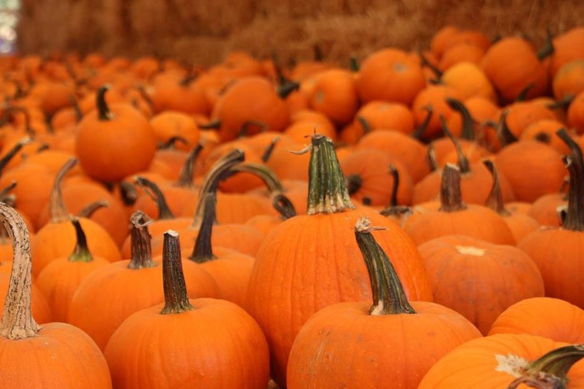 13 Best San Diego Pumpkin Patches (2022) | Farms for Kids & Families 7 Coronado Pumpkin Patch san diego