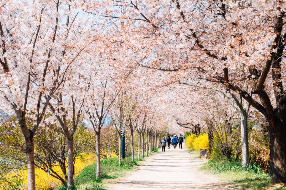 15 Charming Places to see Cherry Blossoms in Korea in the Spring 10 Dongchon riverside park Cherry blossoms in korea festival in Daegu