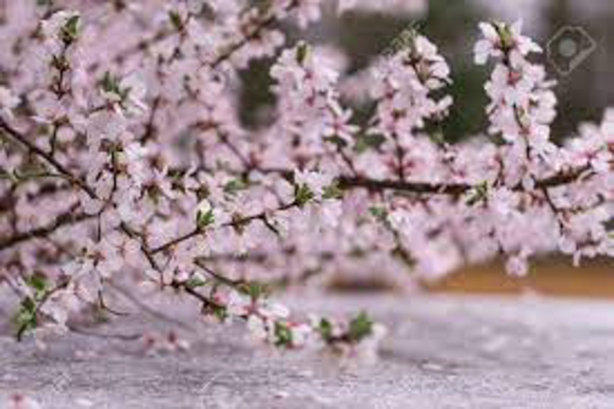 15 Charming Places to see Cherry Blossoms in Korea in the Spring 8 Gangneung korea cherry blossom