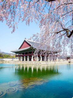 Gyeongbokgung Palace with cherry blossom in spring