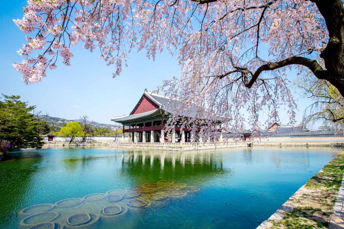 Gyeongbokgung Palace with cherry blossom in spring