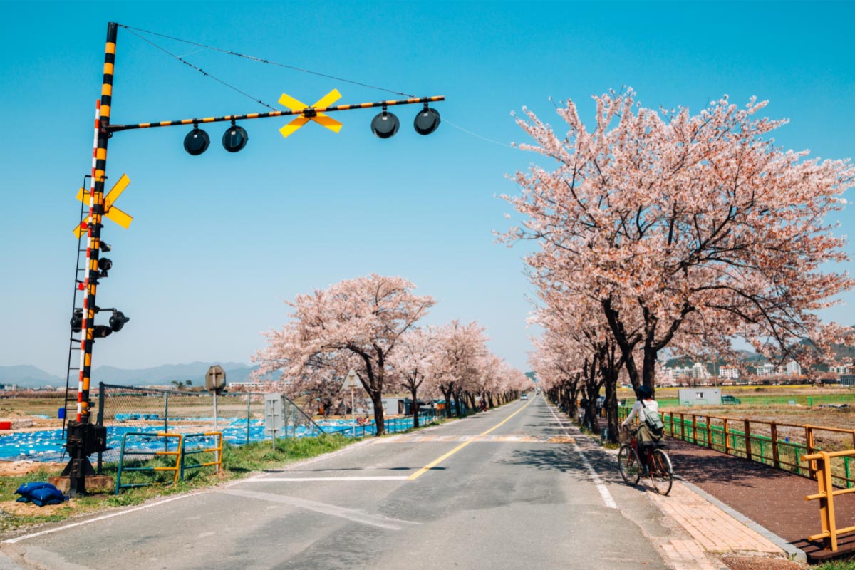 15 Charming Places to see Cherry Blossoms in Korea in the Spring 3 Gyeongju cherry blossoms