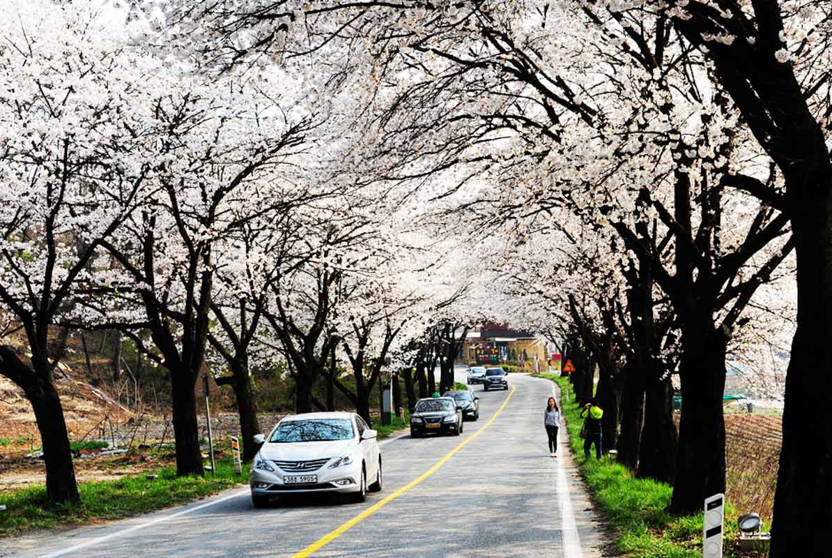 15 Charming Places to see Cherry Blossoms in Korea in the Spring 18 Jecheon Cherry Blossoms Korea