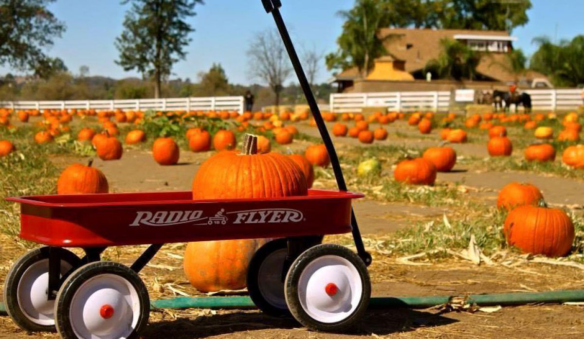 13 Best San Diego Pumpkin Patches (2022) | Farms for Kids & Families 3 Mountain Valley Ranch Pumpkin Patch