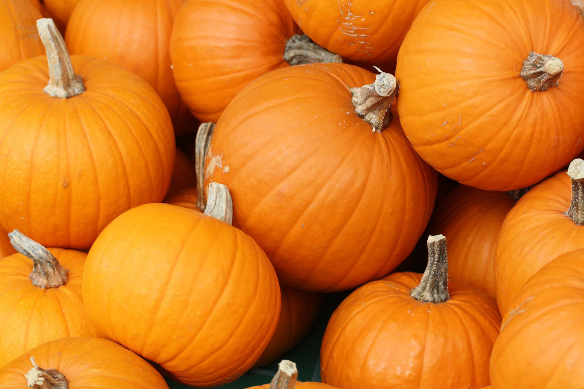 13 Best San Diego Pumpkin Patches (2022) | Farms for Kids & Families 14 Pumpkin Express