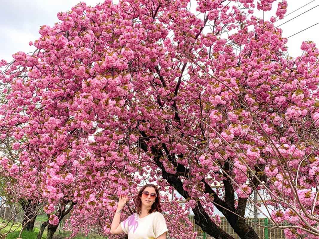 andong south korea cherry blossoms