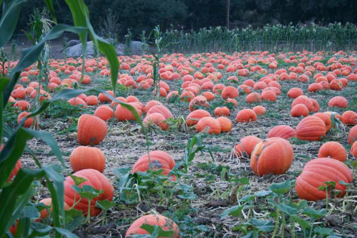 13 Best San Diego Pumpkin Patches (2022) | Farms for Kids & Families 15 bates nut pumpkin farm