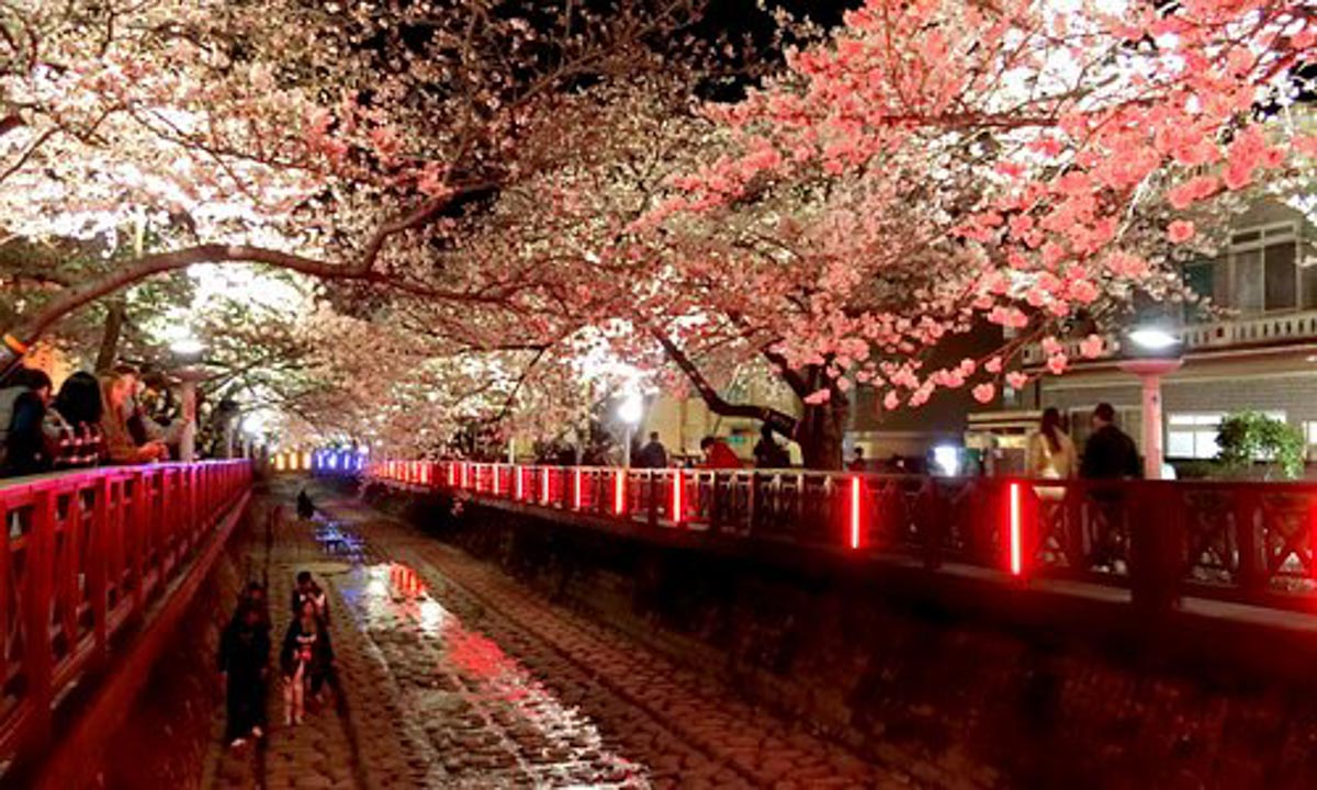 15 Charming Places to see Cherry Blossoms in Korea in the Spring 1 changwon cherry blossom korea