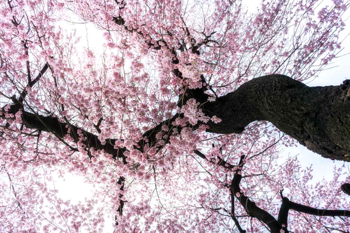 cherry blossoms on a tree