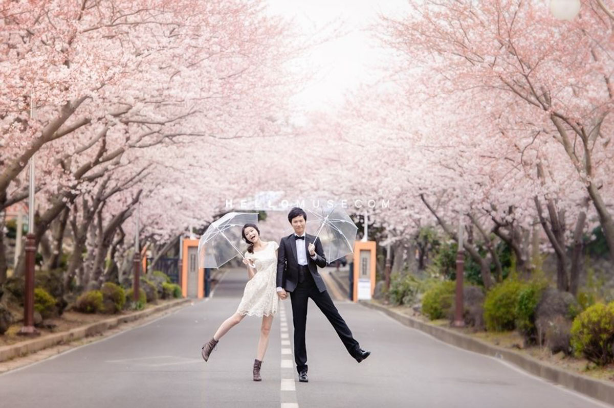 15 Charming Places to see Cherry Blossoms in Korea in the Spring 5 jeju cherry blossom