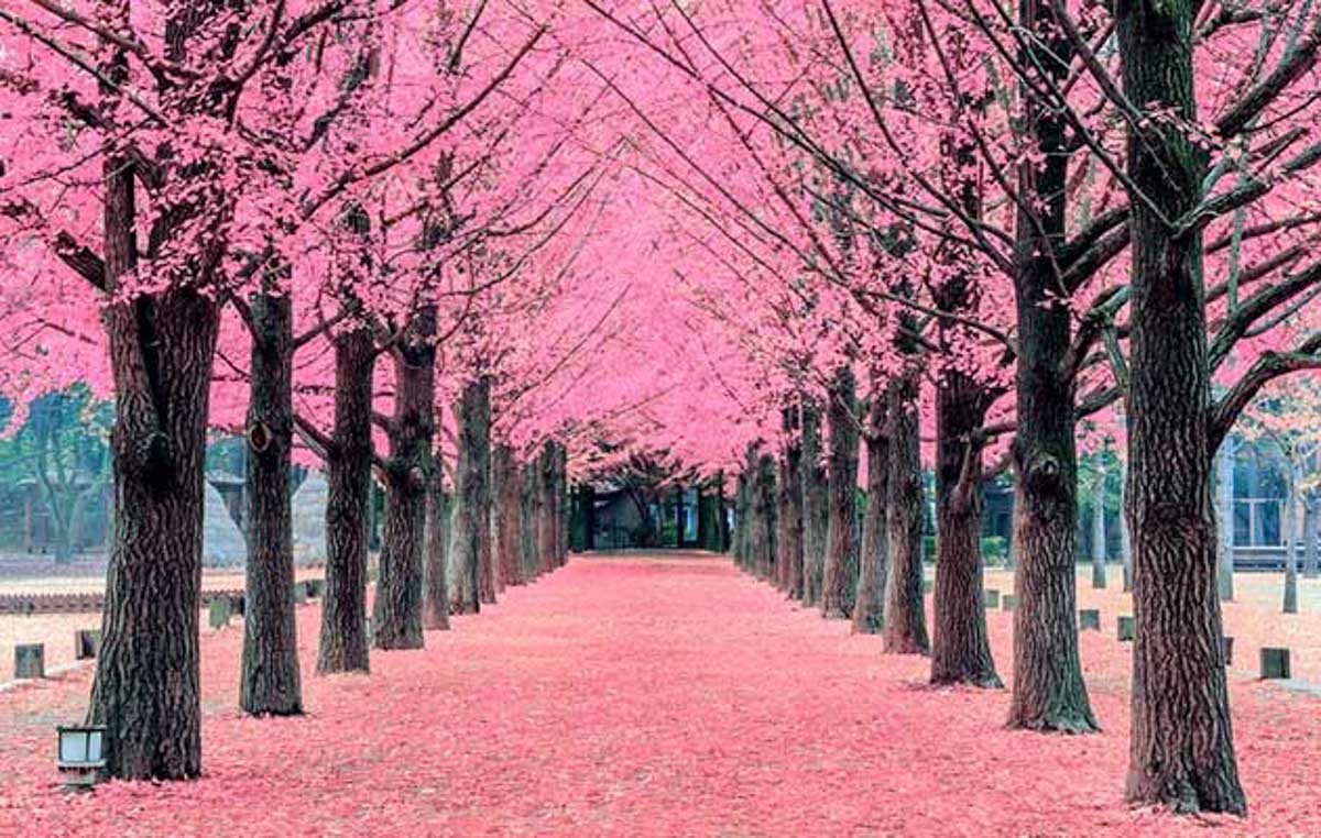 nami island cherry blossoms