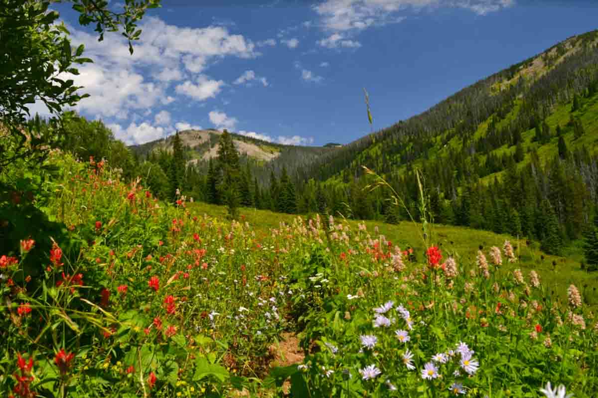 nez perce clearwater national forest