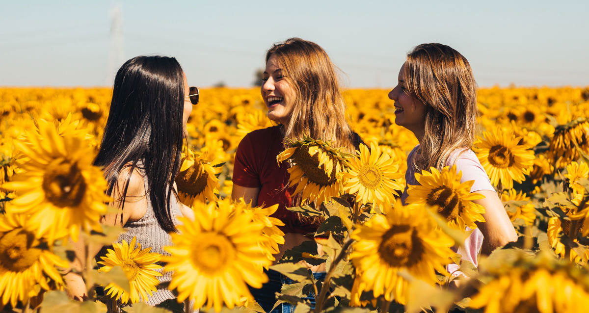 19 Sunflower Fields in California (2022) You'll Love 4 Andreotti Family Farms sunflower