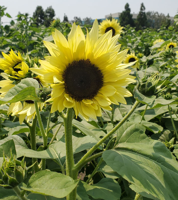 19 Sunflower Fields in California (2022) You'll Love 2 Hana Field by Tanaka Farms