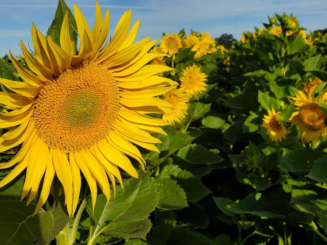 19 Sunflower Fields in California (2022) You'll Love 6 M Three Ranches