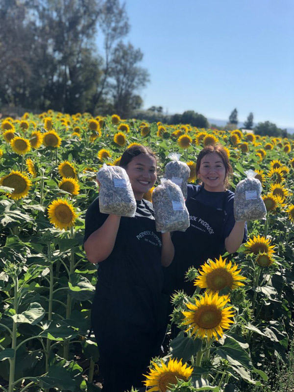 19 Sunflower Fields in California (2022) You'll Love 7 Pedrick Produce