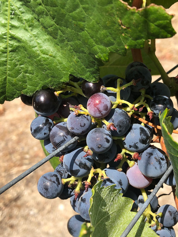 15 Fantastic Vineyards in Portugal (2022) You'll Love 17 douro valley sandman grapes