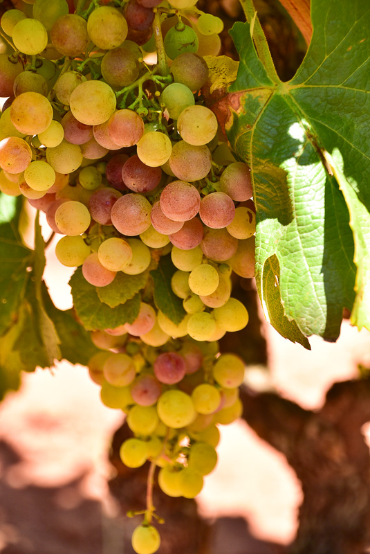 15 Fantastic Vineyards in Portugal (2022) You'll Love 46 morgado do quintao algarve portugal grapes 1