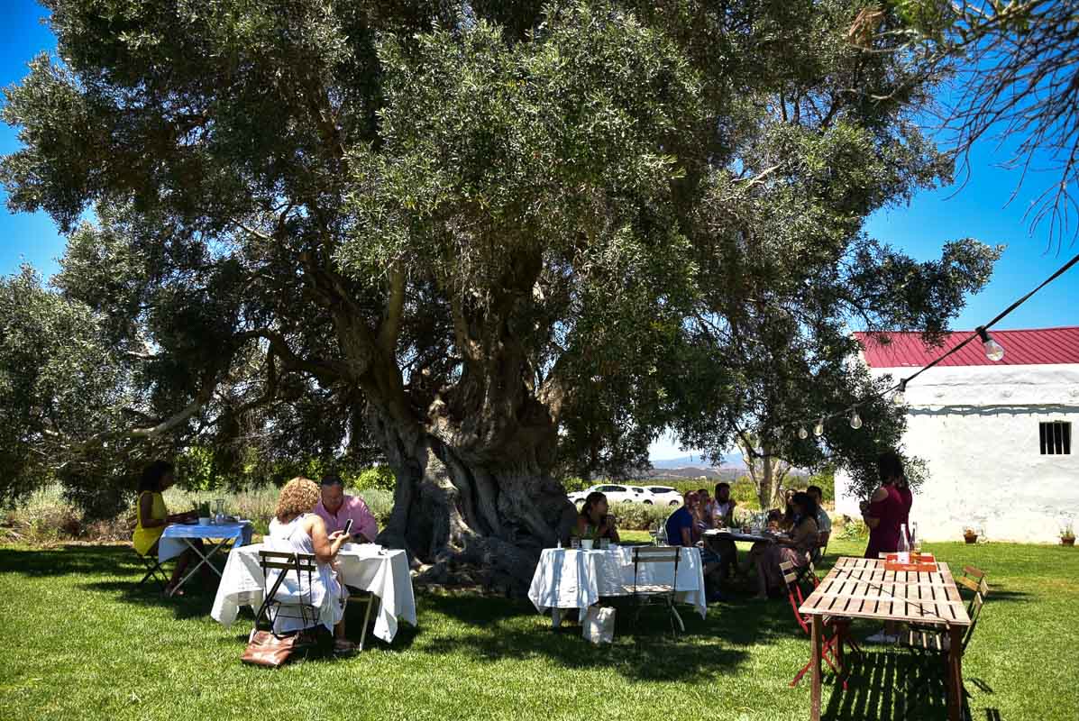 15 Fantastic Vineyards in Portugal (2022) You'll Love 40 morgado do quintao algarve portugal lunch under olive tree
