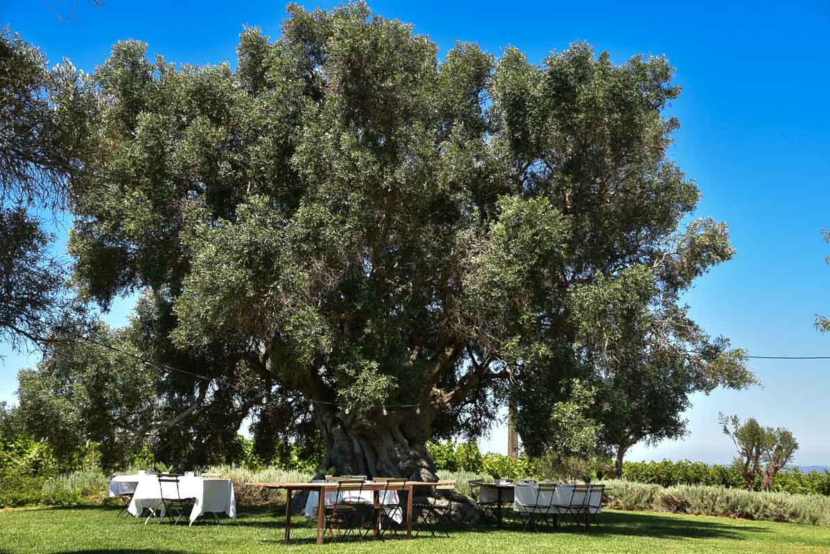 15 Fantastic Vineyards in Portugal (2022) You'll Love 39 morgado do quintao algarve portugal olive tree