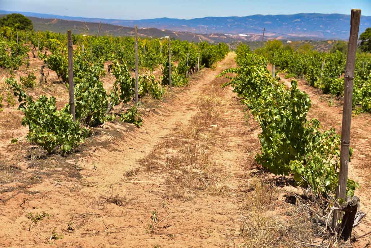 15 Fantastic Vineyards in Portugal (2022) You'll Love 45 morgado do quintao algarve portugal vineyards land
