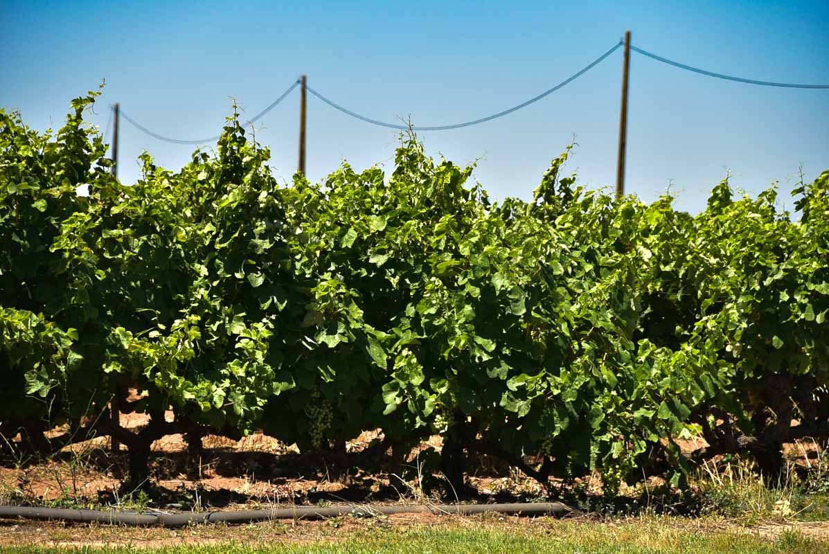 15 Fantastic Vineyards in Portugal (2022) You'll Love 33 morgado do quintao algarve portugal vineyards