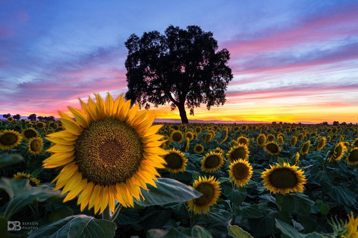 19 Sunflower Fields in California (2022) You'll Love 15 sunflower fields in california 2
